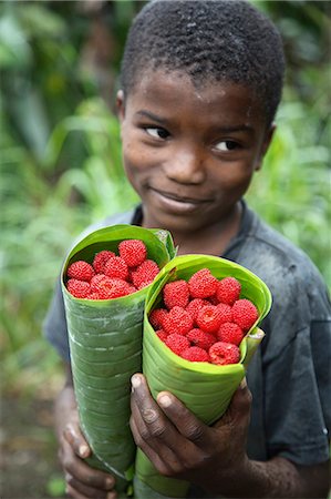 sao tome - Wild raspberries held in the leaf of a Porcelaine Rose. Sao Tomé and Principé is Africa's second smallest country with a population of 193 000. It consists of two mountainous islands in the Gulf of New Guinea,straddling the equator,west of Gabon. Stock Photo - Rights-Managed, Code: 862-03361301