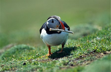 simsearch:862-03361313,k - Puffin collecting nesting material Foto de stock - Con derechos protegidos, Código: 862-03361315