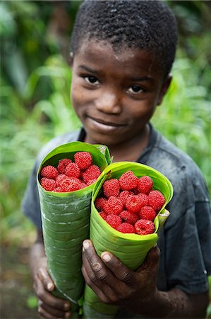 simsearch:862-03361282,k - Sao Tomé and Principé. Wild raspberries held in the leaf of a Porcelain Rose. Sao Toméand Principé is Africa's second smallest country with a population of 193 000. It consists of two mountainous islands in the Gulf of New Guinea,straddling the equator,west of Gabon. Stock Photo - Rights-Managed, Code: 862-03361310