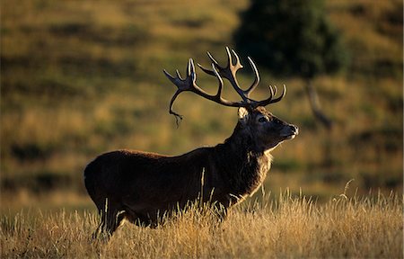 deer farm - Scotland,Inverness-shire,Breakachy Farm. Red deer stag (Cervus elaphus). Stock Photo - Rights-Managed, Code: 862-03361321