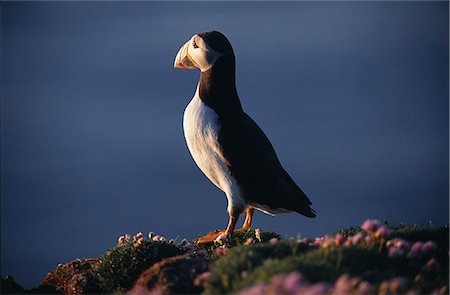 Macareux moine (Fratercula artica) sur les falaises de la mer. Photographie de stock - Rights-Managed, Code: 862-03361361