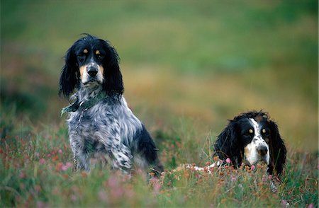 English setters on the moor Stock Photo - Rights-Managed, Code: 862-03361373