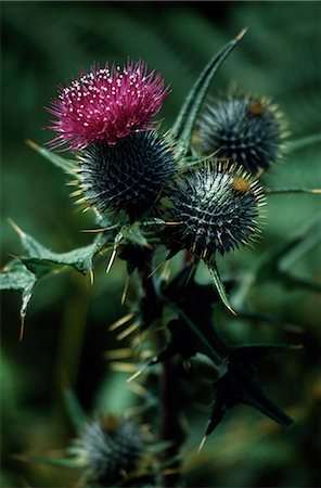 skye island - The ancient symbol of Scotland,a thistle in bloom. Stock Photo - Rights-Managed, Code: 862-03361380