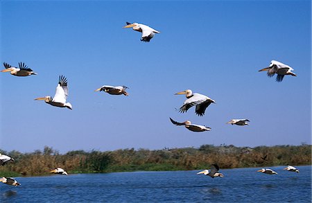 Pélicans volent au-dessus du fleuve Sénégal dans le Parc National du Djoudj, population de pélicans blancs d'Amérique du parc du Djoudj St LouisThe on croit que nombre d'environ 10 000, est parmi les plus grandes concentrations au monde de ces oiseaux. Photographie de stock - Rights-Managed, Code: 862-03361580