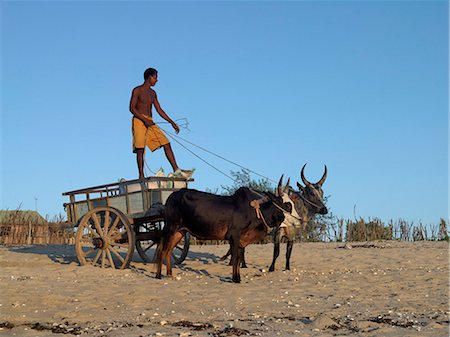 simsearch:862-03363990,k - Un jeune homme offre des sacs de sucre dans son char à boeufs le long de la plage d'Anakao, Madagascar Photographie de stock - Rights-Managed, Code: 862-03363976