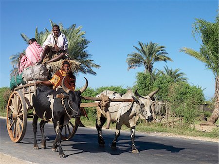 simsearch:862-03363990,k - Un char à bœufs chargé de sacs de charbon de bois en direction de Tuléar. Presque toute la population de l'île cuit sur charbon de bois. Photographie de stock - Rights-Managed, Code: 862-03363979