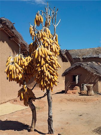 Épis de maïs suspendu à un poteau pour sécher dans un village typique des Betsileo, Madagascar Photographie de stock - Rights-Managed, Code: 862-03363985