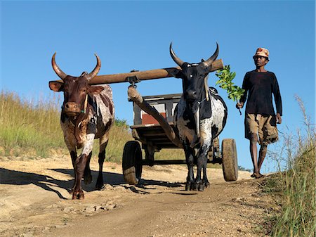 A man drives his draught oxen pulling a cart along a rural road. Foto de stock - Con derechos protegidos, Código: 862-03363990