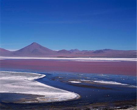 Flamingos feed on the algae-rich waters of Laguna Colorada. The distinctive red colour of this high altitude lagoon is due to the high concentration of algae whilst deposits of borax form a white fringe to the lake. Colorada is the biggest nesting site of the rare James flamingo and also hosts large concentrations of Chilean and Andean flamingos. Stock Photo - Rights-Managed, Code: 862-03436935