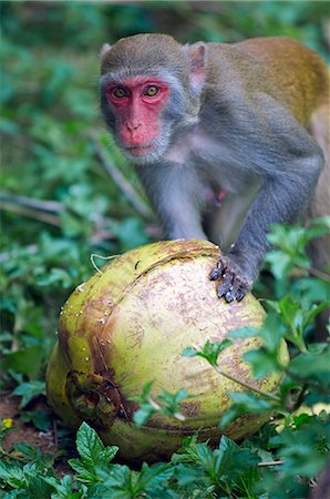 Chine, Province de Hainan, l'île de Hainan. Singes de macaques-parc de recherche de Monkey Island. Photographie de stock - Rights-Managed, Code: 862-03436966