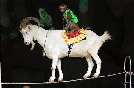 riding outfit - China,Hainan Province,Hainan Island. Monkey Island research park - Macaque monkeys performing in a comedy show. Stock Photo - Rights-Managed, Code: 862-03436967