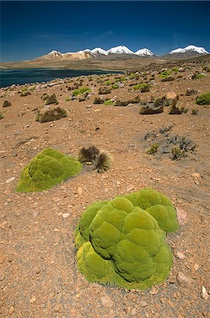 simsearch:862-03352173,k - Chile,Lauca National Park. Cushion Llareta,(Azorella compacta) growing around the shores of Lake Chungara. Stock Photo - Rights-Managed, Code: 862-03437008