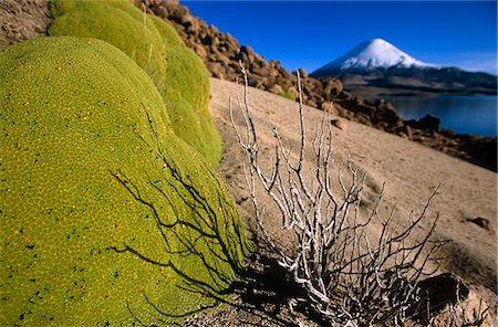simsearch:862-03352007,k - Chile,Lauca National Park. Cushion Llareta,(Azorella compacta) growing around the shores of Lake Chungara. Stock Photo - Rights-Managed, Code: 862-03437009