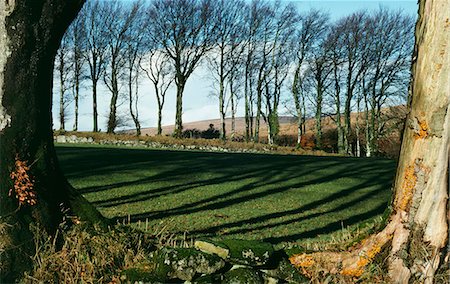 simsearch:862-03353071,k - Beech trees cast long winter shadows at Batworthy,near Chagford. Stock Photo - Rights-Managed, Code: 862-03437030