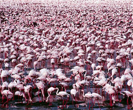 flamingo eating - Tens of thousands of lesser flamingos (Phoeniconaias minor) line the shores of Lake Bogoria,feeding on blue-green algae (Spirulina platensis) that grows profusely in its warm alkaline waters. Stock Photo - Rights-Managed, Code: 862-03437164