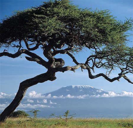 Framed by an Acacia tortilis,Mount Kilimanjaro is Africa's highest snow-capped mountain at 19,340 feet above sea level. Foto de stock - Con derechos protegidos, Código: 862-03437162