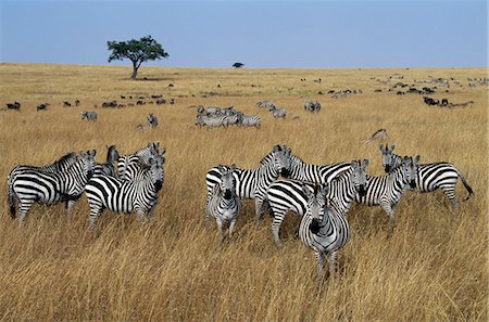 Burchell's zebras graze the open grassy plains in Masai Mara. Fotografie stock - Rights-Managed, Codice: 862-03437177