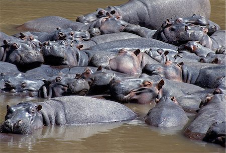 pod (group of animals) - Hippos in the Mara River. Foto de stock - Con derechos protegidos, Código: 862-03437178