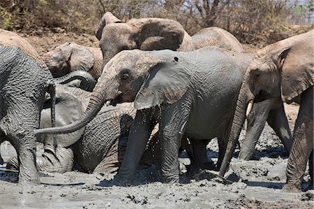 Kenya,Tsavo East,Ithumba. Young elephants enjoy a mud bath at Ithumba where the David Sheldrick Wildlife Trust runs a very important unit for orphans. Foto de stock - Con derechos protegidos, Código: 862-03437196