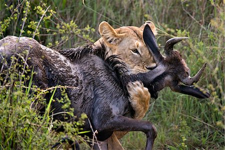 prey - Kenya,Narok district,Masai Mara. A lioness kills a wildebeest in Masai Mara National Reserve. Stock Photo - Rights-Managed, Code: 862-03437198