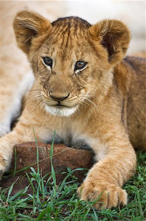 Kenya,Narok district,Masai Mara. A playful lion cub in Masai Mara National Reserve. Stock Photo - Rights-Managed, Code: 862-03437199