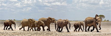 Kenya,Amboseli,Amboseli National Park. A herd of elephants (Loxodonta africana) moves swiftly across open country at Amboseli. Foto de stock - Con derechos protegidos, Código: 862-03437190