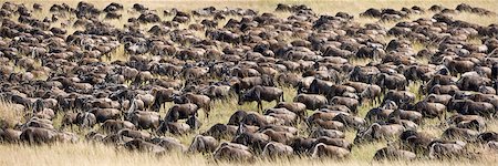 simsearch:862-03366457,k - Kenya, Masai Mara, District de Narok. Un grand troupeau de gnous au cours de leur migration annuelle du Parc National du Serengeti en Tanzanie du Nord à la réserve nationale de Masai Mara. Photographie de stock - Rights-Managed, Code: 862-03437193