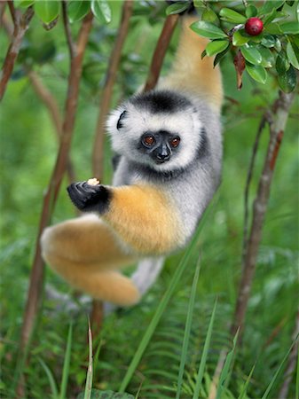 A Diademed Sifaka (Propithecus diadema) eating wild guava fruit in Matandia National Park,eastern Madagascar. Stock Photo - Rights-Managed, Code: 862-03437217