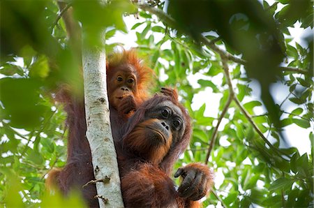 simsearch:862-07909942,k - Orangs-outans sauvages dans des contextes arborescentes dans la forêt tropicale près de Sepilok, Bornéo Photographie de stock - Rights-Managed, Code: 862-03437241