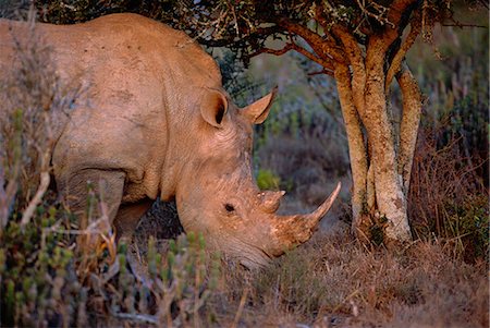 White rhinoceros feeding at Kwandwe private game reserve. Stock Photo - Rights-Managed, Code: 862-03437337