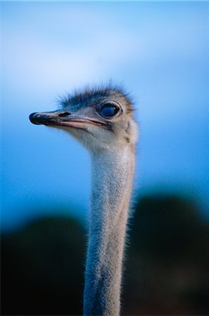 simsearch:862-03888727,k - Ostrich Foto de stock - Con derechos protegidos, Código: 862-03437338