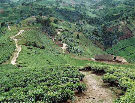 simsearch:862-03366391,k - Jardins de thé dans le nord-ouest du Rwanda. Des pluies abondantes et un sol fertile, accorder aux agriculteurs conditions idéales de culture du thé au Rwanda Nord-Ouest et sud-ouest, où le thé de très haute qualité est produit.Souvent appelée le pays des mille collines, le Rwanda a un magnifique paysage de montagne sur la bordure est de la vallée du Rift Albertin. Photographie de stock - Rights-Managed, Code: 862-03437331
