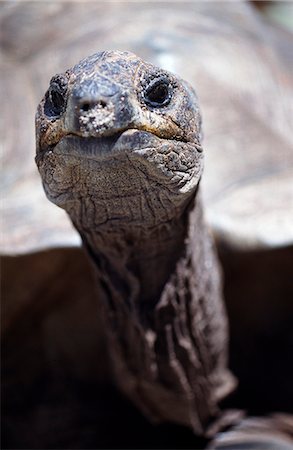 Aldabran giant tortoise (Geochelone gigantean),Aldabra Island. Foto de stock - Con derechos protegidos, Código: 862-03437358