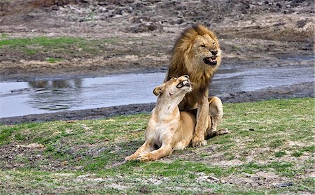 rugir - Tanzanie, Parc National de Katavi. Lions d'accouplement. Photographie de stock - Rights-Managed, Code: 862-03437408