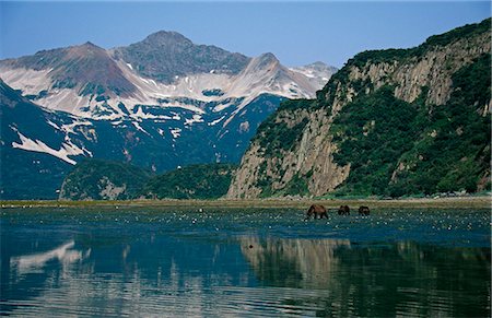 USA,Alaska,Geographic Harbour. Female Brown Bear (Ursus arctos) with two cubs. Stock Photo - Rights-Managed, Code: 862-03437459