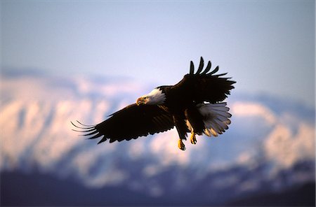 USA, Alaska, Homer. Ein Weißkopfseeadler fliegt über den Rand der Kachemak Bay. Stockbilder - Lizenzpflichtiges, Bildnummer: 862-03437468