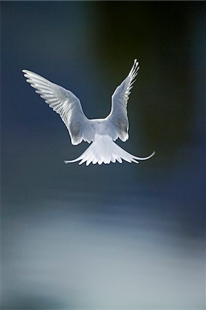 USA,Alaska. Arctic tern in the Alaska Range. Arctic terns have the longest migration of all birds,travelling up to 40,000 KM/year (25,000 miles). Stock Photo - Rights-Managed, Code: 862-03437476