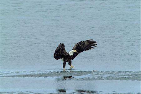 USA,Alaska,Homer. A bald eagle flies over the edge of Kachemak Bay. Foto de stock - Direito Controlado, Número: 862-03437472