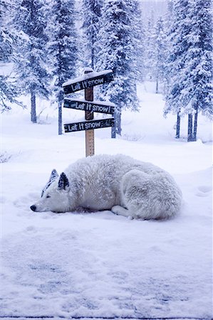 snowflake - USA, Alaska. Spud le chien bénéficie d'une tempête de neige automne dans la chaîne de l'Alaska dans le centre-sud de l'Alaska. Photographie de stock - Rights-Managed, Code: 862-03437496