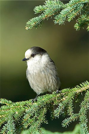 USA,Alaska. A Gray Jay (Perisoreus canadensis) sits on a white spruce branch in Alaska. Foto de stock - Con derechos protegidos, Código: 862-03437508