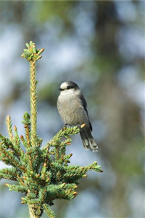 USA,Alaska. A Gray Jay (Perisoreus canadensis) sits on a white spruce branch in Alaska. Foto de stock - Con derechos protegidos, Código: 862-03437510