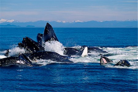 frederick sound - USA,Alaska,Frederick Sound. Humpback Whales (Megaptera novaeangliae) illustrating the bubble net feeding technique. Stock Photo - Rights-Managed, Code: 862-03437524
