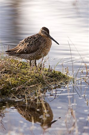 fantail - USA,Alaska. A Common Snipe (Gallinago gallinago) beside a small lake in the Alaska Range in south-central Alaska. Stock Photo - Rights-Managed, Code: 862-03437527