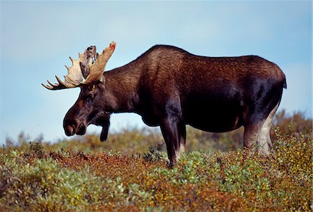simsearch:862-03437488,k - USA,Alaska,Denali National Park. A Moose (Alces alces) grazing in Denali National Park. Foto de stock - Con derechos protegidos, Código: 862-03437520