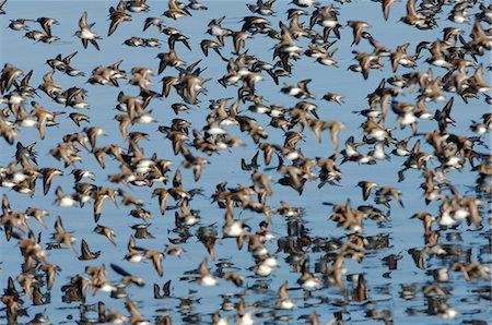 simsearch:862-03437550,k - USA, Delta de la rivière Copper en Alaska. Bécasseaux d'Alaska (Calidris mauri) et le Bécasseau variable (Calidris alpina), dans la migration du printemps, s'arrêter pour se nourrir sur les battures du Delta de la Copper River. Pratiquement toute la population de Bécasseaux traverse la région au cours du printemps. Photographie de stock - Rights-Managed, Code: 862-03437534