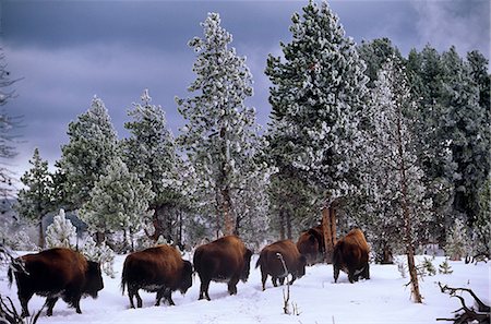 parc national de yellowstone - États-Unis, Idaho, Parc National de Yellowstone. Le bison est les plus gros mammifères dans le Parc National de Yellowstone. Ils sont strictement végétariens, un brouteur de prairies et de Carex dans les prés, les contreforts et même les plateaux haute altitude, forêts de Yellowstone. Photographie de stock - Rights-Managed, Code: 862-03437556