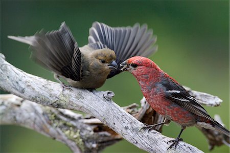 finch - USA,Alaska. A male Pine Grosbeak (Pinicola enucleator) feeds an immature offspring in the Alaska range. Stock Photo - Rights-Managed, Code: 862-03437550