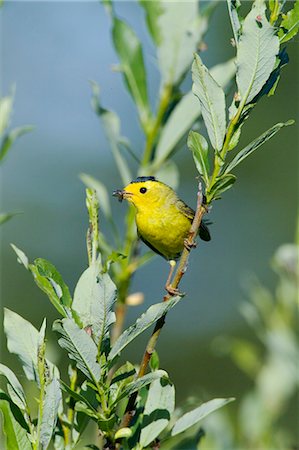 USA,Alaska. A male Wilson's Warbler (Wilsonia pusilla) with a mouth full of insects perches on a willow bush on the Kenai Peninsula of Alaska. He is preparing to feed his young at the nest. Foto de stock - Con derechos protegidos, Código: 862-03437552