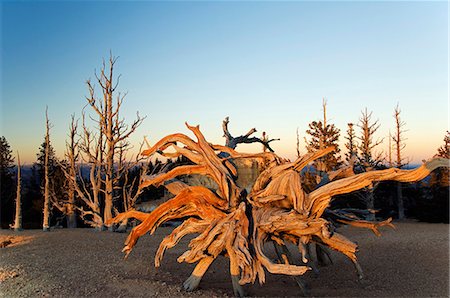 parc national de bryce canyon - USA, Utah, Bryce Canyon National Park. Coucher de soleil sur les pins à cônes épineux âgés à environ 3000 ans Photographie de stock - Rights-Managed, Code: 862-03437636