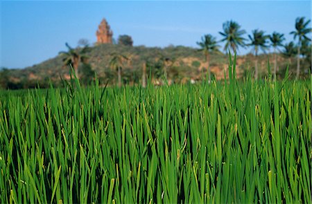 simsearch:862-03437713,k - Po Klong Garai Cham Türme auf einem Hügel über dem Reis Paddy.Brick Reste der Cham Königreich Panduranga, die bis 14. Jahrhundert zurückreicht und die Herrschaft des Königs Jaya Simharvarman III gebaut. Nicht nur sind die Türme berühmt für ihre Architektur und Skulptur, aber sie sind auch bekannt für ihre große Bedeutung in der Geschichte, Nationalismus und Archäologie. Stockbilder - Lizenzpflichtiges, Bildnummer: 862-03437692